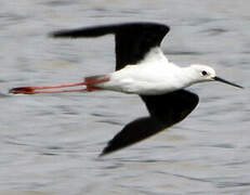 Black-winged Stilt