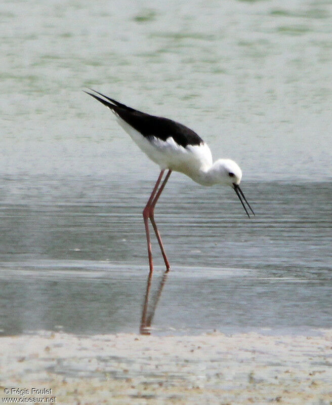 Black-winged Stiltadult