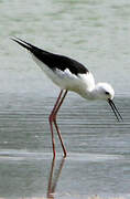 Black-winged Stilt