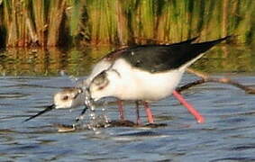 Black-winged Stilt