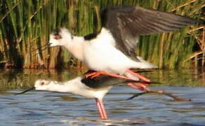 Black-winged Stilt