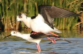 Black-winged Stilt