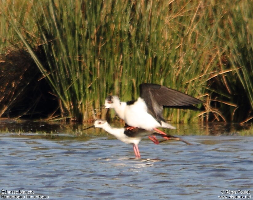 Black-winged Stilt adult breeding, Behaviour