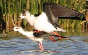 Black-winged Stilt