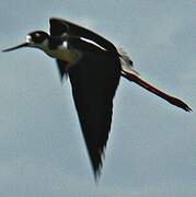 Black-necked Stilt