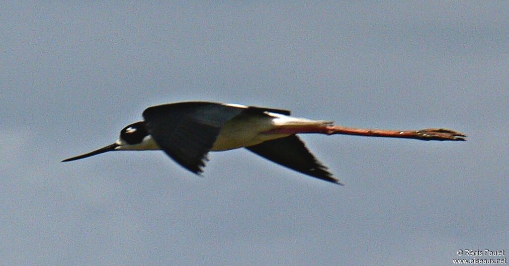 Black-necked Stilt