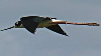 Black-necked Stilt