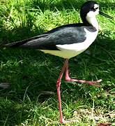 Black-necked Stilt