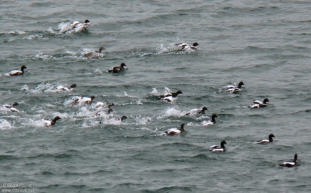 Eider à duvet mâle