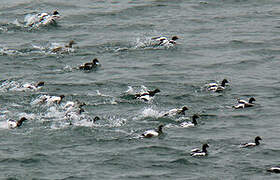 Common Eider