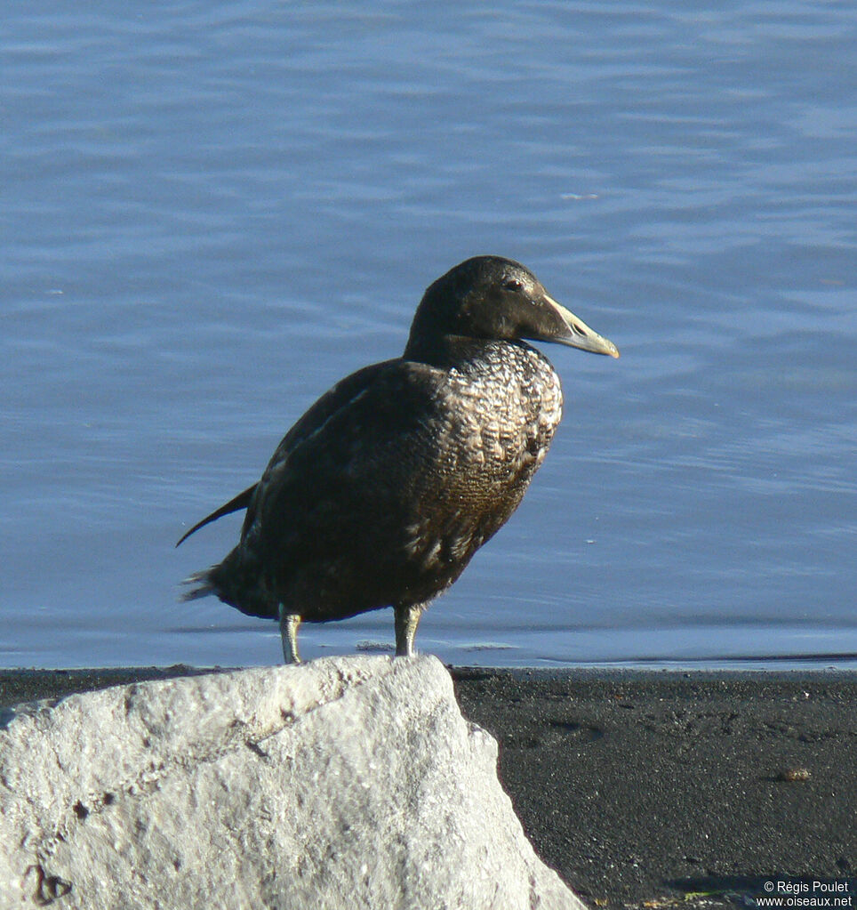 Common Eider male adult post breeding