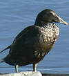 Eider à duvet