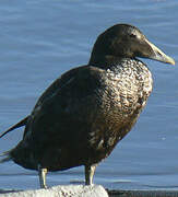 Eider à duvet