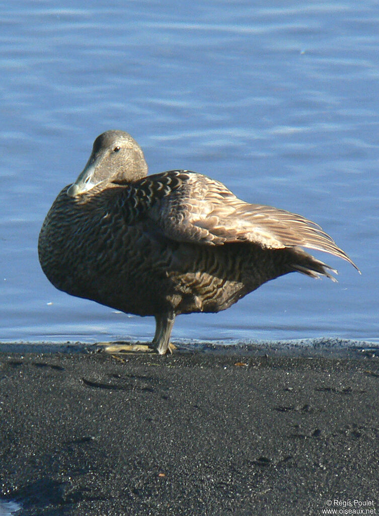 Eider à duvet femelle adulte