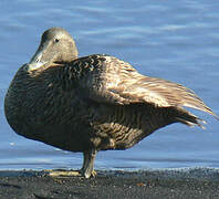 Eider à duvet