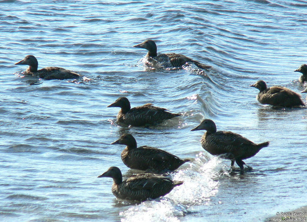 Eider à duvet