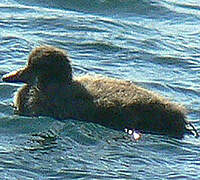 Common Eider