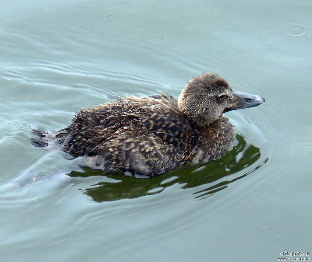 Eider à duvetjuvénile