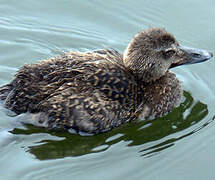 Eider à duvet