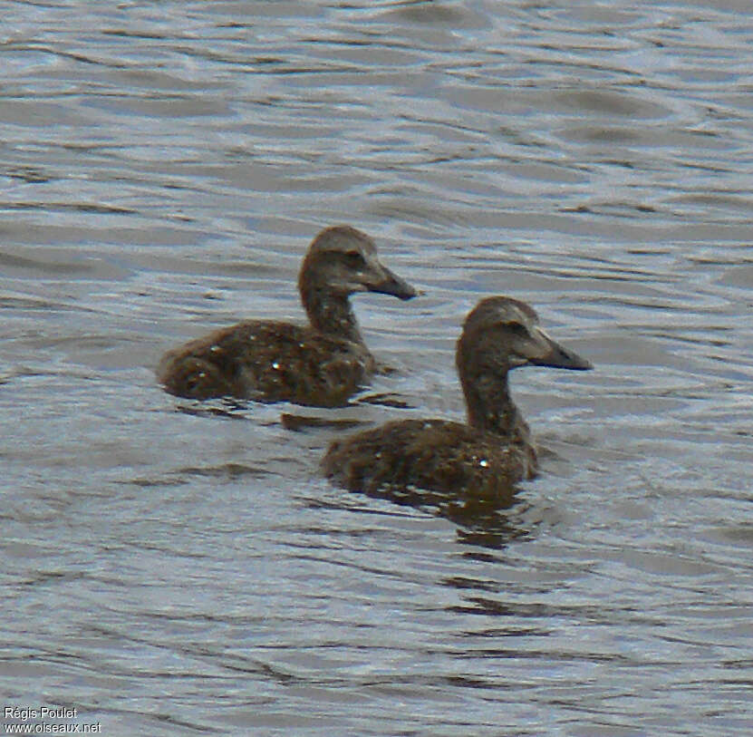 Eider à tête grisejuvénile, identification