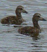 King Eider