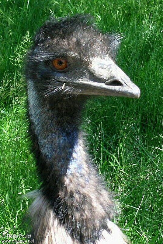 Emu male adult