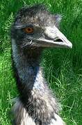 Emu