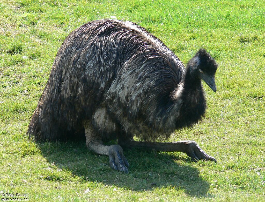 Emu male adult