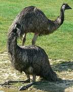 Emu