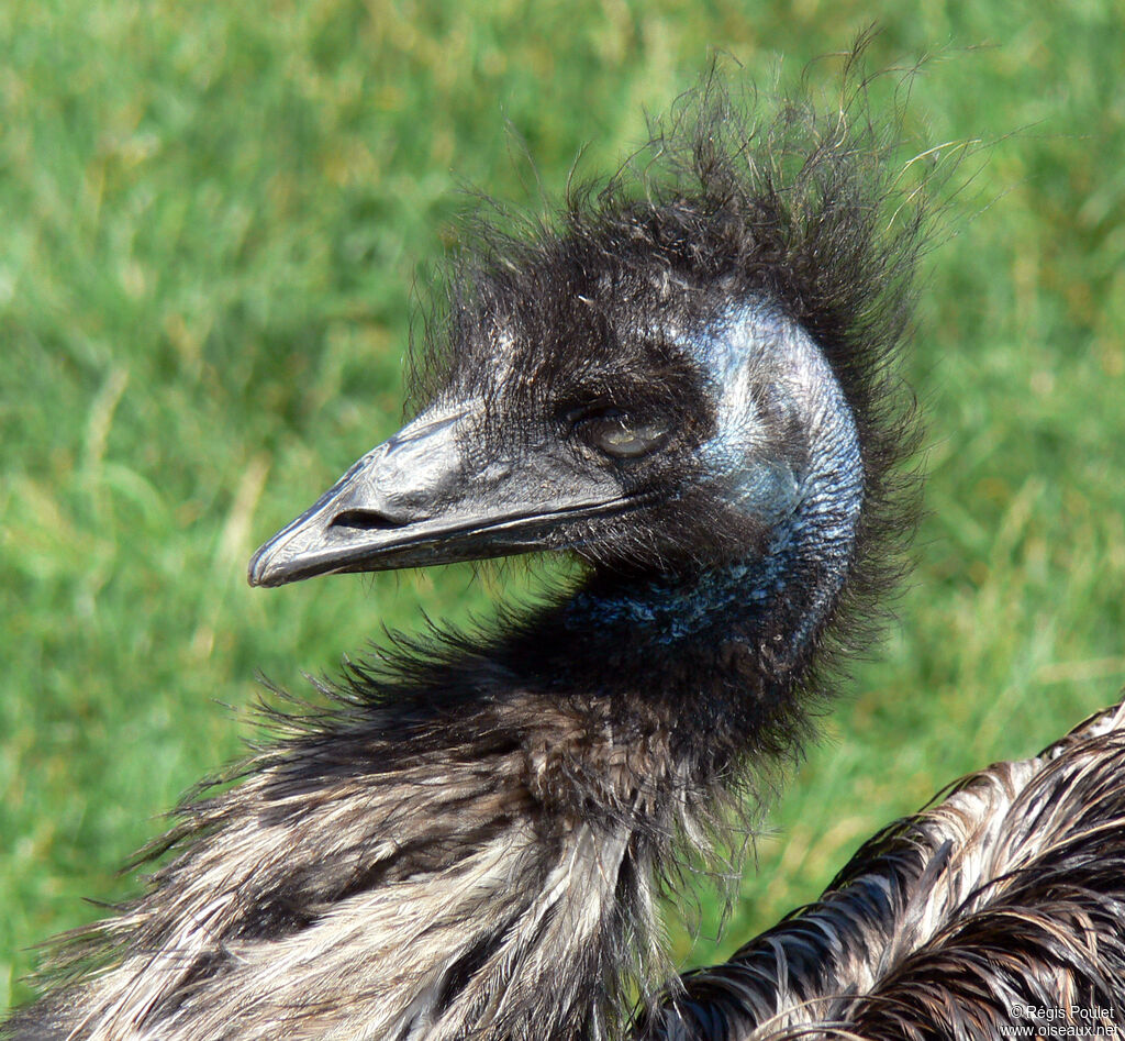 Émeu d'Australieadulte, identification