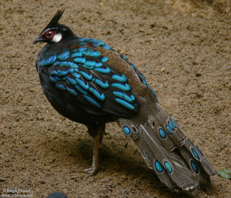 Palawan Peacock-Pheasant male adult