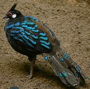 Palawan Peacock-Pheasant