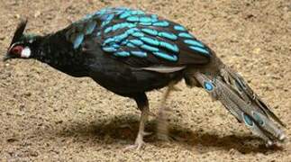 Palawan Peacock-Pheasant