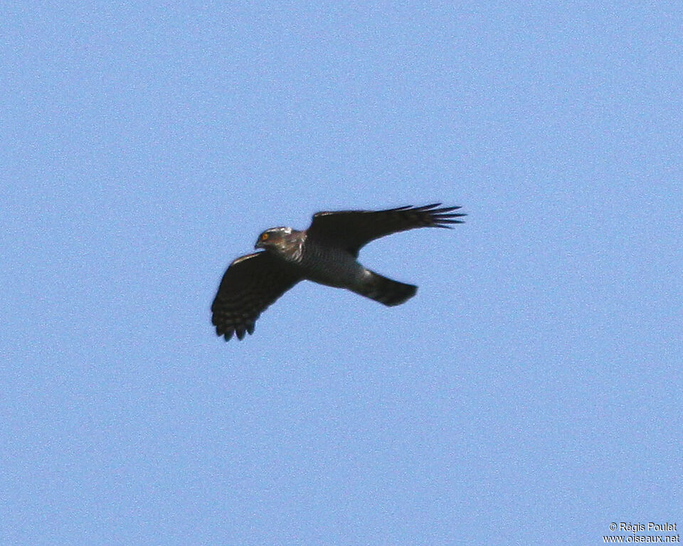 Eurasian Sparrowhawk male adult, Flight