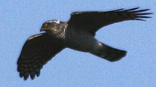 Eurasian Sparrowhawk