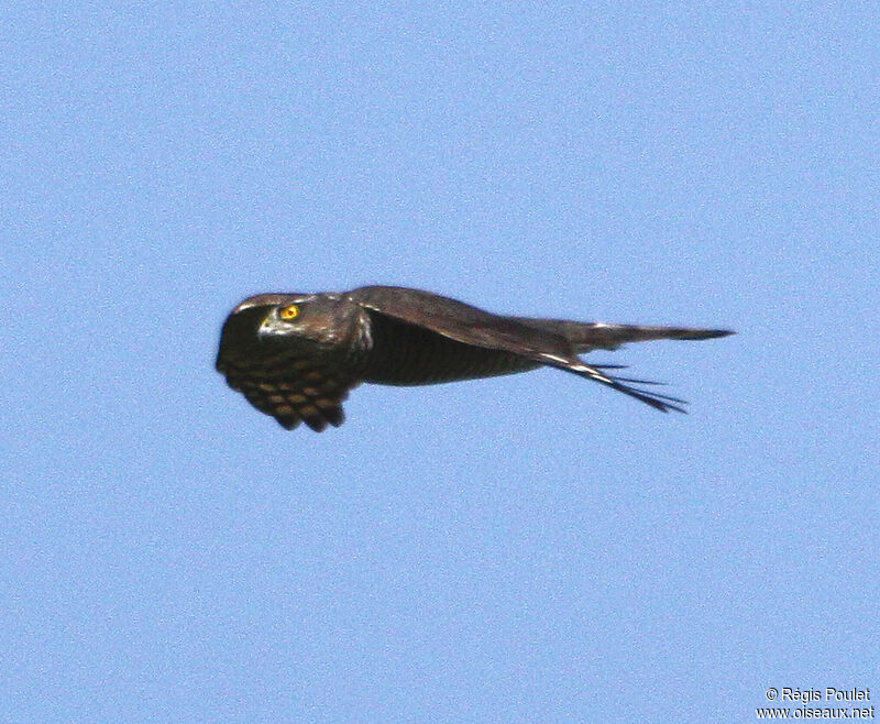 Eurasian Sparrowhawk, Flight