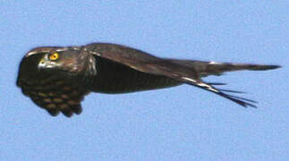 Eurasian Sparrowhawk