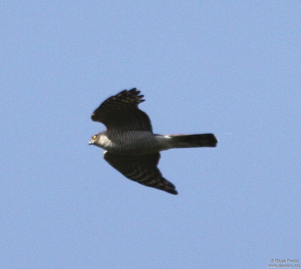 Eurasian Sparrowhawk, Flight