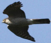 Eurasian Sparrowhawk