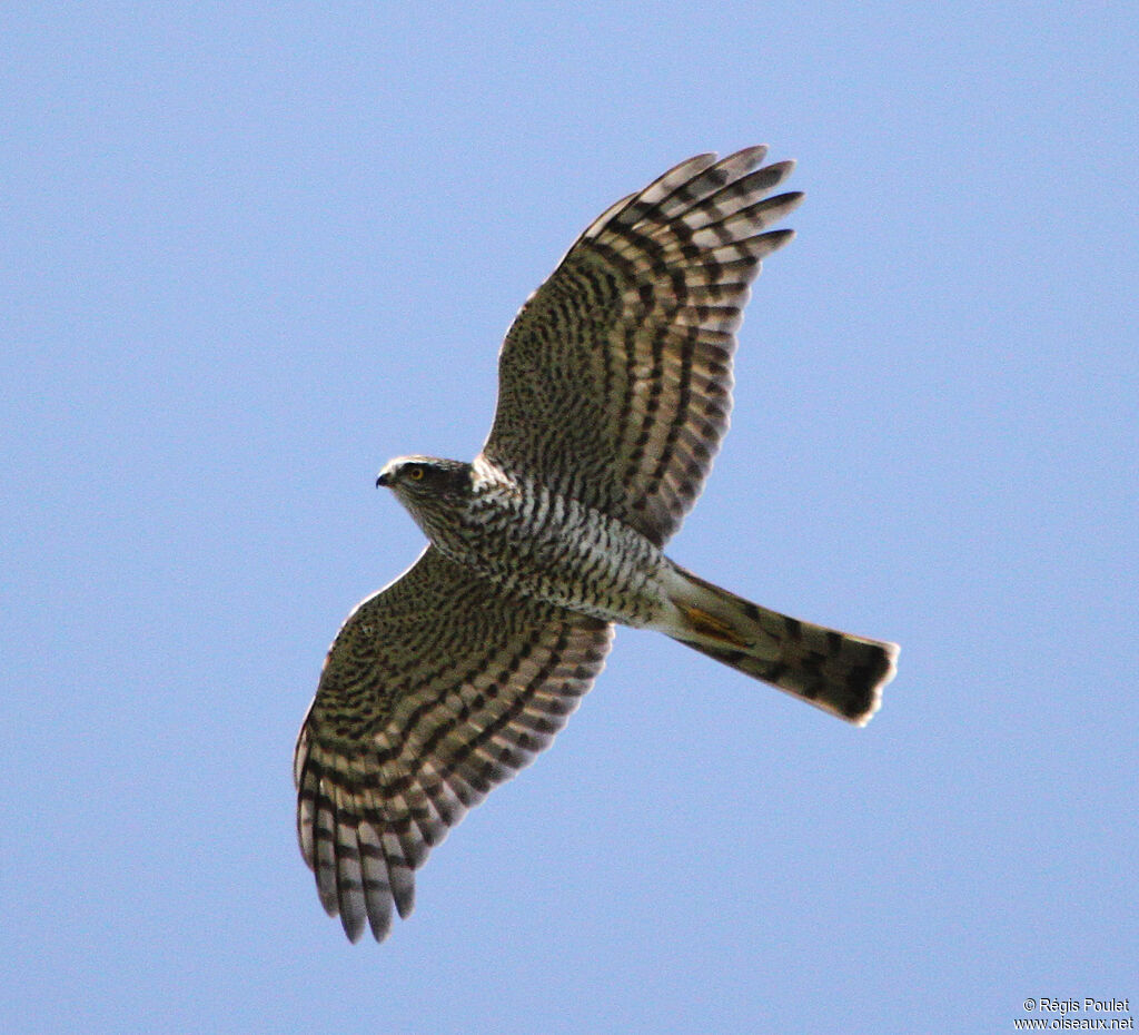 Eurasian Sparrowhawkadult, Flight