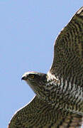 Eurasian Sparrowhawk