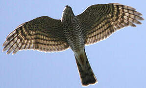 Eurasian Sparrowhawk