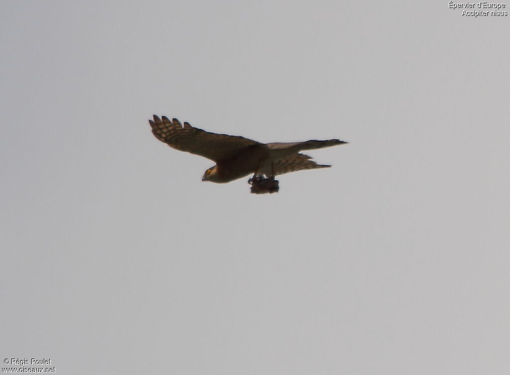 Eurasian Sparrowhawk male adult, Flight, feeding habits