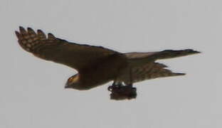 Eurasian Sparrowhawk