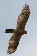 Eurasian Sparrowhawk