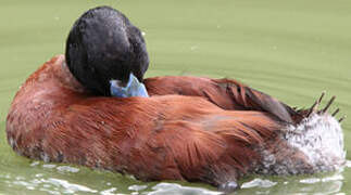 Andean Duck