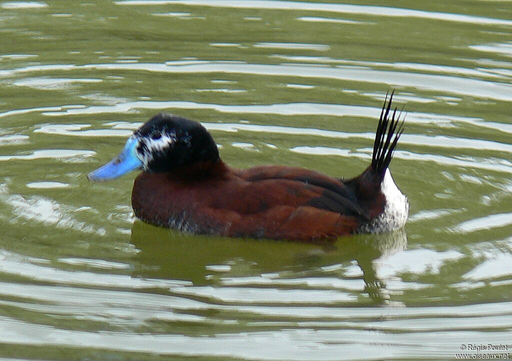 Lake Duck male adult