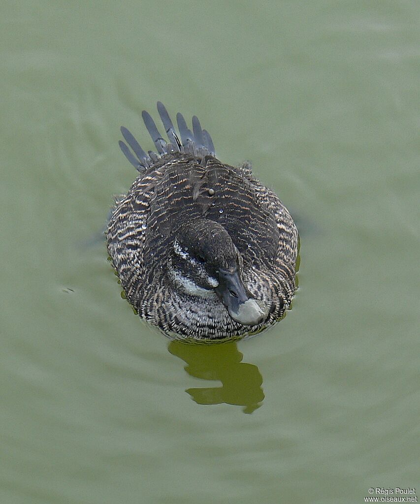 Lake Duck female adult