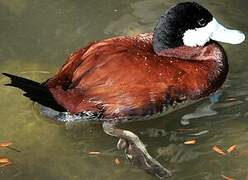 Ruddy Duck