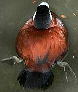 Ruddy Duck